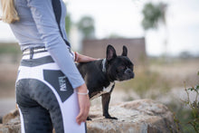 Load image into Gallery viewer, Dog Collar Padded Leather with Channel Set Crystals 3 Color Options - hahaWHATEVER ™️