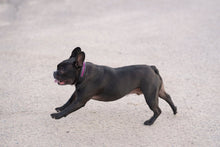 Load image into Gallery viewer, Dog Collar Padded Leather with Channel Set Crystals 3 Color Options - hahaWHATEVER ™️