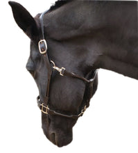 Load image into Gallery viewer, Horse Halter Leather Padded with Double Roll and Grooming Conversion - hahaWHATEVER ™️