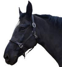 Load image into Gallery viewer, Horse Halter Leather Padded with Double Roll and Grooming Conversion - hahaWHATEVER ™️