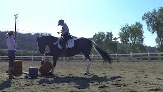 Horse Tricks?  Or, bugging my trainer??  hahaWHATEVER